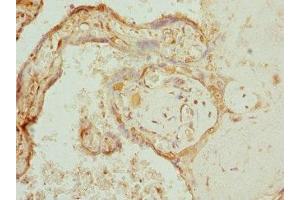 Immunohistochemistry of paraffin-embedded human placenta tissue using ABIN7166573 at dilution of 1:100