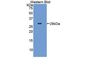 Detection of Recombinant COL4a2, Human using Polyclonal Antibody to Collagen Type IV Alpha 2 (COL4a2) (COL4a2 anticorps  (AA 1487-1703))