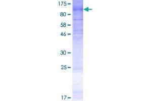 Image no. 1 for Dpy-19-Like 2 (DPY19L2) (AA 1-758) protein (GST tag) (ABIN1351975)
