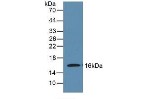 Detection of Recombinant MOG, Mouse using Polyclonal Antibody to Myelin Oligodendrocyte Glycoprotein (MOG) (MOG anticorps  (AA 29-153))