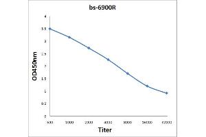 Antigen: 2 µg/100 µL  Primary: Antiserum, 1:500, 1:1000, 1:2000, 1:4000, 1:8000, 1:16000, 1:32000;  Secondary: HRP conjugated Rabbit Anti-Goat IgG at 1: 5000;  TMB staining Read the data in Microplate Reader by 450nm.