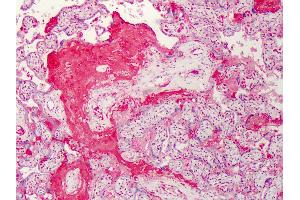 Anti-C1QTNF7 / CTRP7 antibody IHC of human placenta.