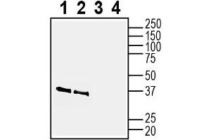 1-2. (NMNAT2 anticorps  (Intracellular))