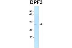 Host:  Rabbit  Target Name:  DPF3  Sample Type:  HT1080  Antibody Dilution:  1.