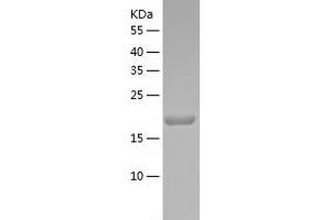 Western Blotting (WB) image for Apolipoprotein O-Like (APOOL) (AA 27-192) protein (His tag) (ABIN7121874) (APOOL Protein (AA 27-192) (His tag))