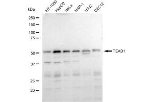 Western blotting analysis using TEAD1 antibody (ABIN7800525).