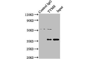 Immunoprecipitating TYMS in Hela whole cell lysate Lane 1: Rabbit control IgG instead of ABIN7172123 in Hela whole cell lysate. (TYMS anticorps  (AA 2-54))