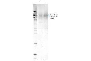 Western Blot of Rabbit Anti-Morc3 antibody.