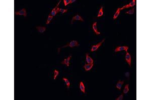ABIN6269374 staining A549 cells by IF/ICC.