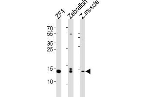 Western blot analysis of lysates from ZF4 cell line, Zebrafish, zebra fish muscle tissue lysate(from left to right), using HIST1H2BJ Antibody (Center) (ABIN654684 and ABIN2844377). (HIST1H2BJ anticorps  (AA 57-86))