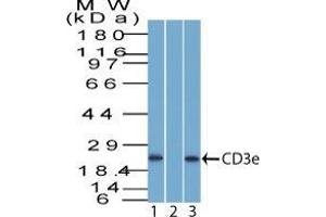 Western blot of CD3e in human Jurkat cells (1) absence and (2) presence of immunizing peptide.