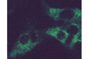 Immunofluorescence using MAb-G-1 on RSV infected HEp-2 cells (Respiratory Syncytial Virus Long Strain (RSV Long) anticorps)