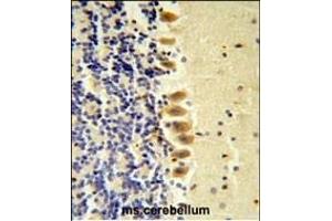 STK40 Antibody ( C-term ) (ABIN652973 and ABIN2842617) IHC analysis in formalin fixed and paraffin embedded mouse brain tissue followed by peroxidase conjugation of the secondary antibody and DAB staining. (STK40 anticorps  (C-Term))