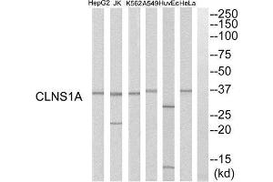 Western Blotting (WB) image for anti-Chloride Channel, Nucleotide-Sensitive, 1A (CLNS1A) (C-Term) antibody (ABIN1851542) (CLNS1A anticorps  (C-Term))