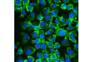 IF analysis of eIF4A2 using anti-eIF4A2 antibody (ABIN3043426). (EIF4A2 anticorps  (N-Term))