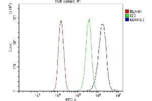 anti-NADH Dehydrogenase (Ubiquinone) 1 beta Subcomplex, 2, 8kDa (NDUFB2) (AA 16-105) antibody