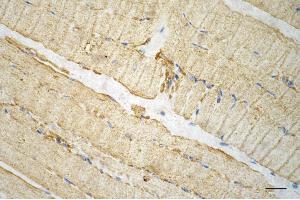 anti-Tripartite Motif Containing 7 (TRIM7) antibody