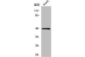 Western Blot analysis of HepG2 cells using MMP-13 Polyclonal Antibody (MMP13 anticorps  (N-Term))