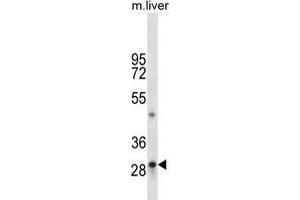 TPSAB1 Antibody (C-term) western blot analysis in mouse liver tissue lysates (35 µg/lane). (TPSAB1 anticorps  (C-Term))