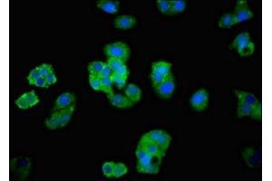 Immunofluorescent analysis of HepG2 cells using ABIN7143381 at dilution of 1:100 and Alexa Fluor 488-congugated AffiniPure Goat Anti-Rabbit IgG(H+L) (BAI2 anticorps  (AA 1371-1545))