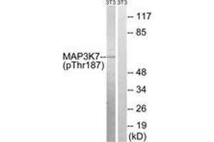 Western blot analysis of extracts from NIH-3T3 cells treated with heat shock, using MAP3K7 (Phospho-Thr187) Antibody.
