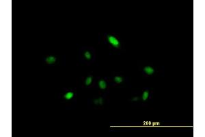 Immunofluorescence of purified MaxPab antibody to ARIH2 on HeLa cell. (ARIH2 anticorps  (AA 1-493))