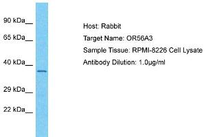 Host: Rabbit Target Name: OR56A3 Sample Type: RPMI-8226 Whole Cell lysates Antibody Dilution: 1.