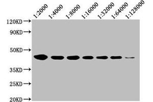 Western Blot Positive WB detected in: 20 μg Raji whole cell lysate CD48 antibody at 1:2000, 1:4000, 1:8000, 1:16000, 1:32000, 1:64000, 1:128000 Secondary Goat polyclonal to mouse IgG at 1/50000 dilution Predicted band size: 28, 20 KDa Observed band size: 43 KDa Exposure time:5 min