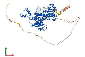 AlphaFold protein structure predicition of Human Recombinant CTBP2 Protein, UniprotID P56545