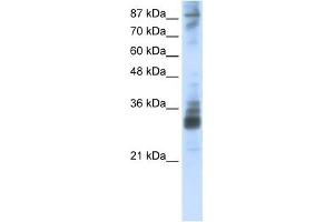 RG9MTD2 antibody used at 2.
