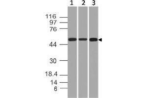 Image no. 1 for anti-Cytokeratin-2P (KRT76) (AA 145-362) antibody (ABIN5027491) (Cytokeratin 2 anticorps  (AA 145-362))