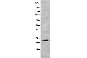 Western blot analysis of CLEC3B using HepG2 whole cell lysates (CLEC3B anticorps)