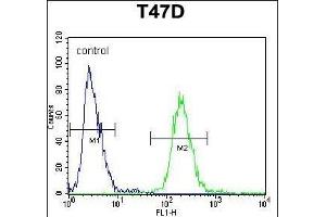 FIBB Antibody (N-term) (ABIN390413 and ABIN2840802) flow cytometric analysis of T47D cells (right histogram) compared to a negative control cell (left histogram).