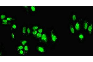 Immunofluorescent analysis of HepG2 cells using ABIN7171509 at dilution of 1:100 and Alexa Fluor 488-congugated AffiniPure Goat Anti-Rabbit IgG(H+L) (TARDBP anticorps  (AA 1-396))