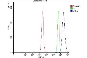 Flow Cytometry analysis of Daudi cells using anti-Calponin 2/CNN2 antibody (ABIN7602856). (CNN2 anticorps  (C-Term))
