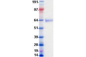 Validation with Western Blot