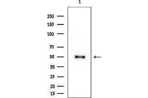 anti-Integrin-Linked Kinase-Associated Serine/threonine Phosphatase 2C (ILKAP) (N-Term) antibody
