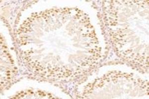 Immunohistochemistry analysis of paraffin-embedded mouse testis using,WDR33 (ABIN7076216) at dilution of 1: 2400 (WDR33 anticorps)