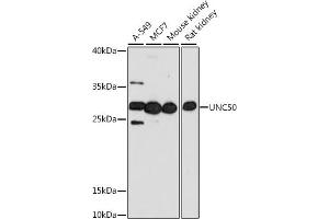 Western blot analysis of extracts of various cell lines, using UNC50 antibody (ABIN7271217) at 1:1000 dilution. (UNC50 anticorps  (AA 1-100))