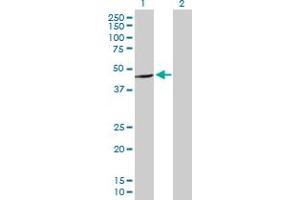 Western Blot analysis of C16orf70 expression in transfected 293T cell line by C16orf70 MaxPab polyclonal antibody. (C16orf70 anticorps  (AA 1-422))