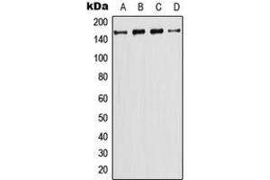 Western blot analysis of PI3K C2 gamma expression in CEM (A), HeLa (B), NIH3T3 (C), PC12 (D) whole cell lysates. (PIK3C2G anticorps  (N-Term))