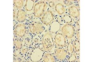 Immunohistochemistry of paraffin-embedded human kidney tissue using ABIN7168126 at dilution of 1:100 (RPP29 anticorps  (AA 1-220))