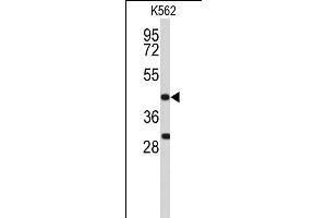 Western blot analysis of DFFA Antibody (C-term) (ABIN653234 and ABIN2842766) in K562 cell line lysates (35 μg/lane).
