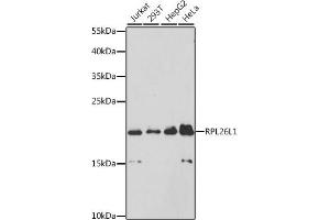 Western blot analysis of extracts of various cell lines, using RPL26L1 antibody (ABIN6133138, ABIN6147124, ABIN6147126 and ABIN6224922) at 1:3000 dilution. (RPL26L1 anticorps  (AA 1-145))