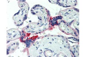 Anti-HAS3 antibody IHC staining of human placenta. (HAS3 anticorps  (AA 137-164))