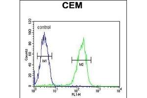 P1S Antibody (Center) (ABIN651956 and ABIN2840474) flow cytometric analysis of CEM cells (right histogram) compared to a negative control cell (left histogram). (MAP1S anticorps  (AA 493-520))