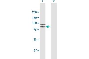 Western Blot analysis of FGD3 expression in transfected 293T cell line by FGD3 MaxPab polyclonal antibody. (FGD3 anticorps  (AA 1-725))