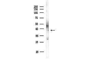 Western blot analysis of lysates from MDA-MB-231 cells(heat-shock,45 min treatment), using OR8 Antibody at 1/1000 dilution.