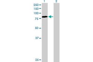 Western Blot analysis of PDIA4 expression in transfected 293T cell line by PDIA4 MaxPab polyclonal antibody.
