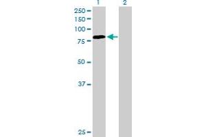 Western Blot analysis of PDIA4 expression in transfected 293T cell line by PDIA4 MaxPab polyclonal antibody. (PDIA4 anticorps  (AA 1-645))